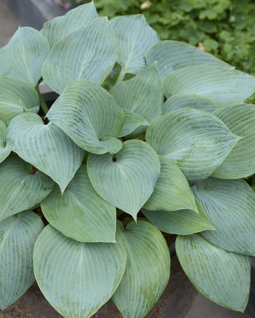 Hosta 'Bullet Proof'